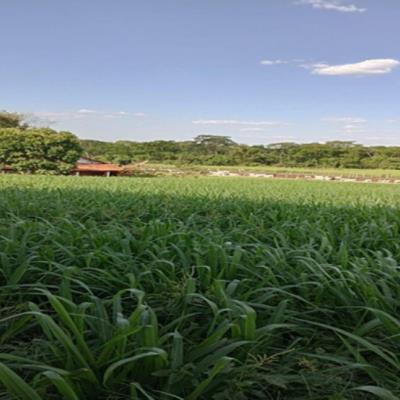 Ituiutaba/MG – Gurinhatã – Imóvel Rural com 10-09-82has