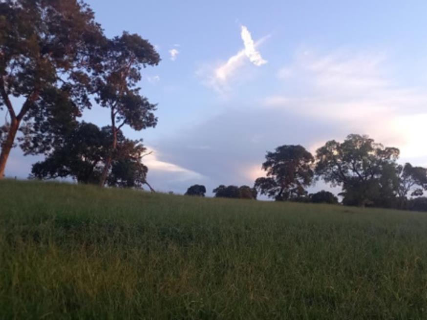 Foto ilustrativa 8 - Ituiutaba/MG – Imóvel Rural com 38ha