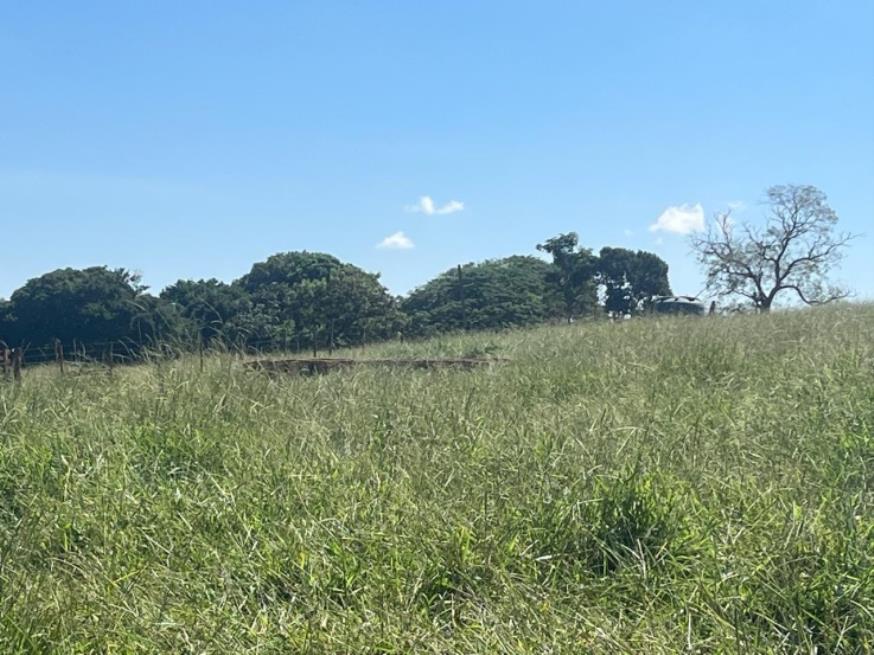 Foto ilustrativa 4 - Ituiutaba/MG – Imóvel Rural com 38ha