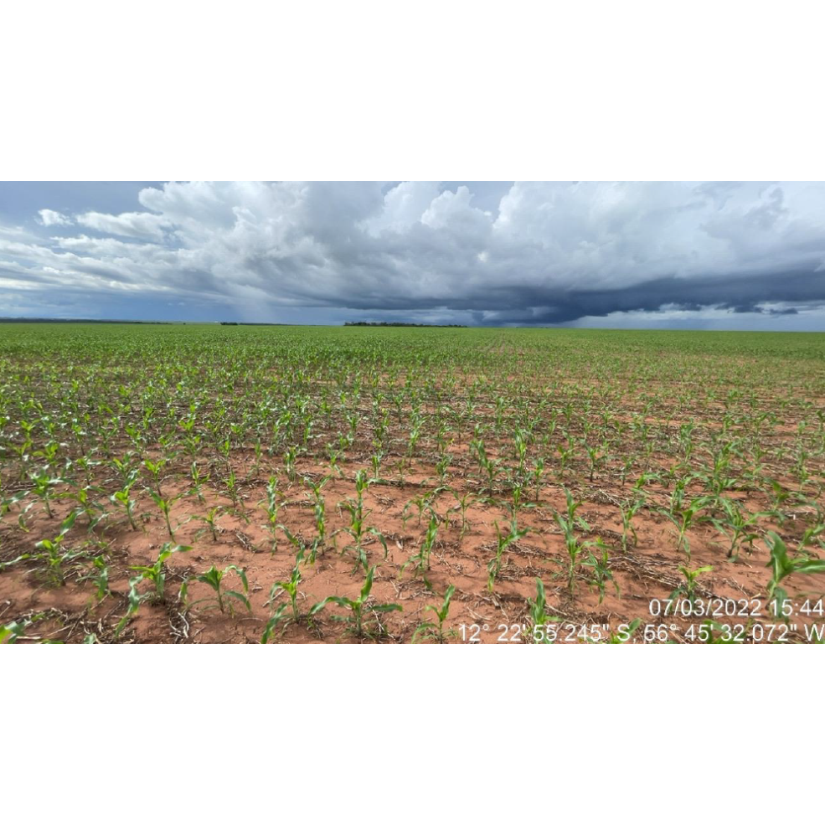 Foto de Tapurah/MT - Fazenda com 489ha