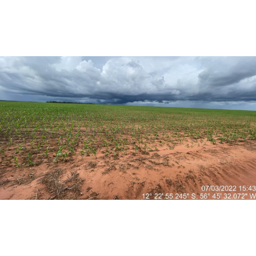 Foto de Tapurah/MT - Fazenda com 489ha