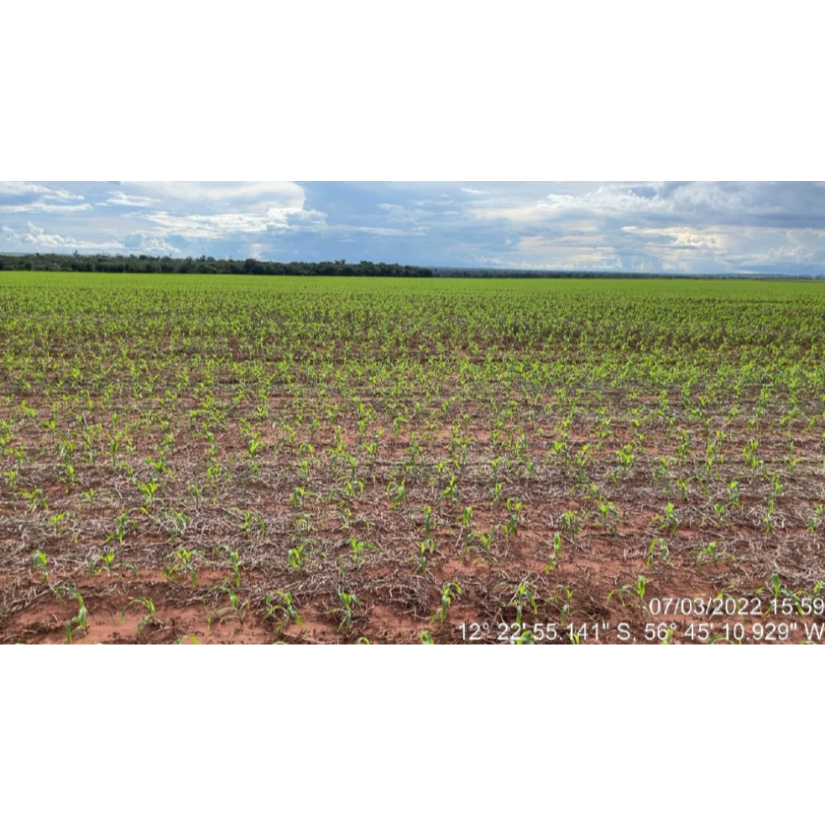 Foto de Tapurah/MT - Fazenda com 489ha