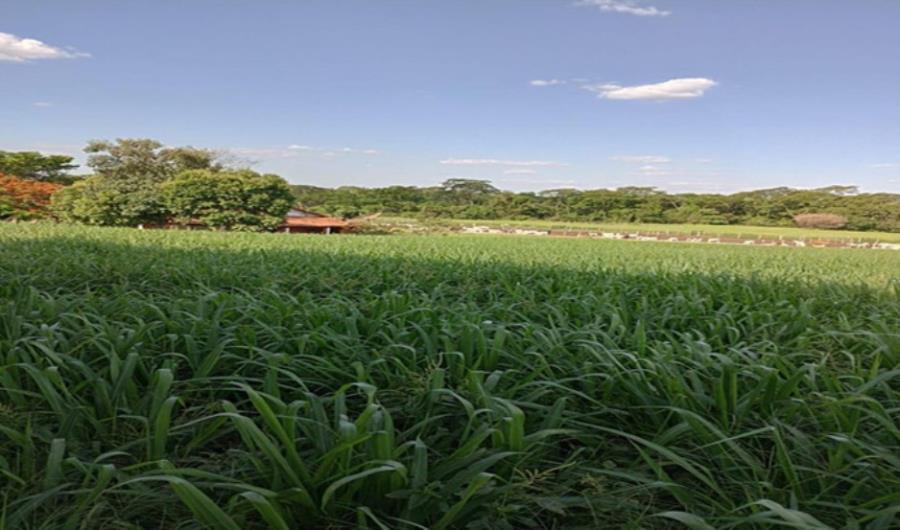 Imagem do imóvel Ituiutaba/MG - Gurinhatã - Imóvel Rural com 10-09-82has Leilão Sicoob