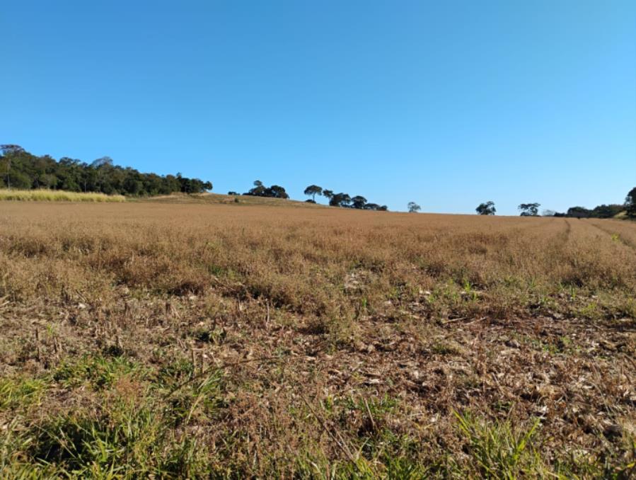 Município de Serra do Salitre/MG - Capim Novo - Rural com área de 36 há Leilão Sicoob, localizado em Serra Do Salitre - MG